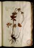  Fol. 25 

Aconitum Lycoctonum aliud. Ranunculus flore globoso Lobel.